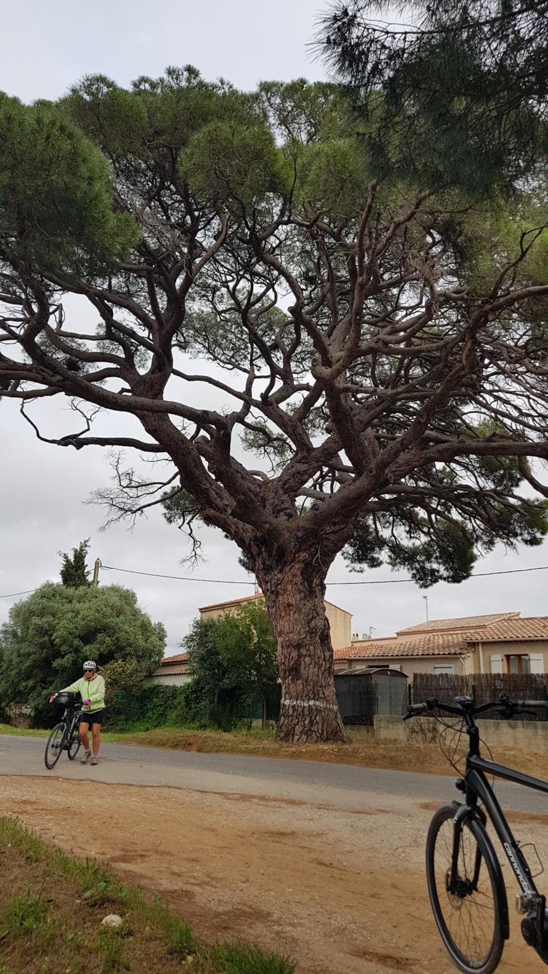 Rez De Jardin T3 Recent Et Calme Au Nouvelles Terres A La Londe Les Maures Apartman Kültér fotó